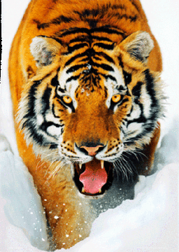 Tiger Snow 3D Lenticular