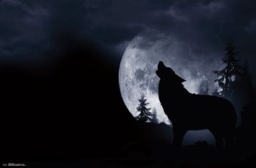 WOLF - HOWLING AT THE MOON
