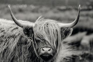 Hamish The Highland Cow